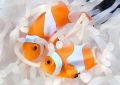   Clown fish anemonelove hug  